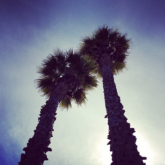 Trees