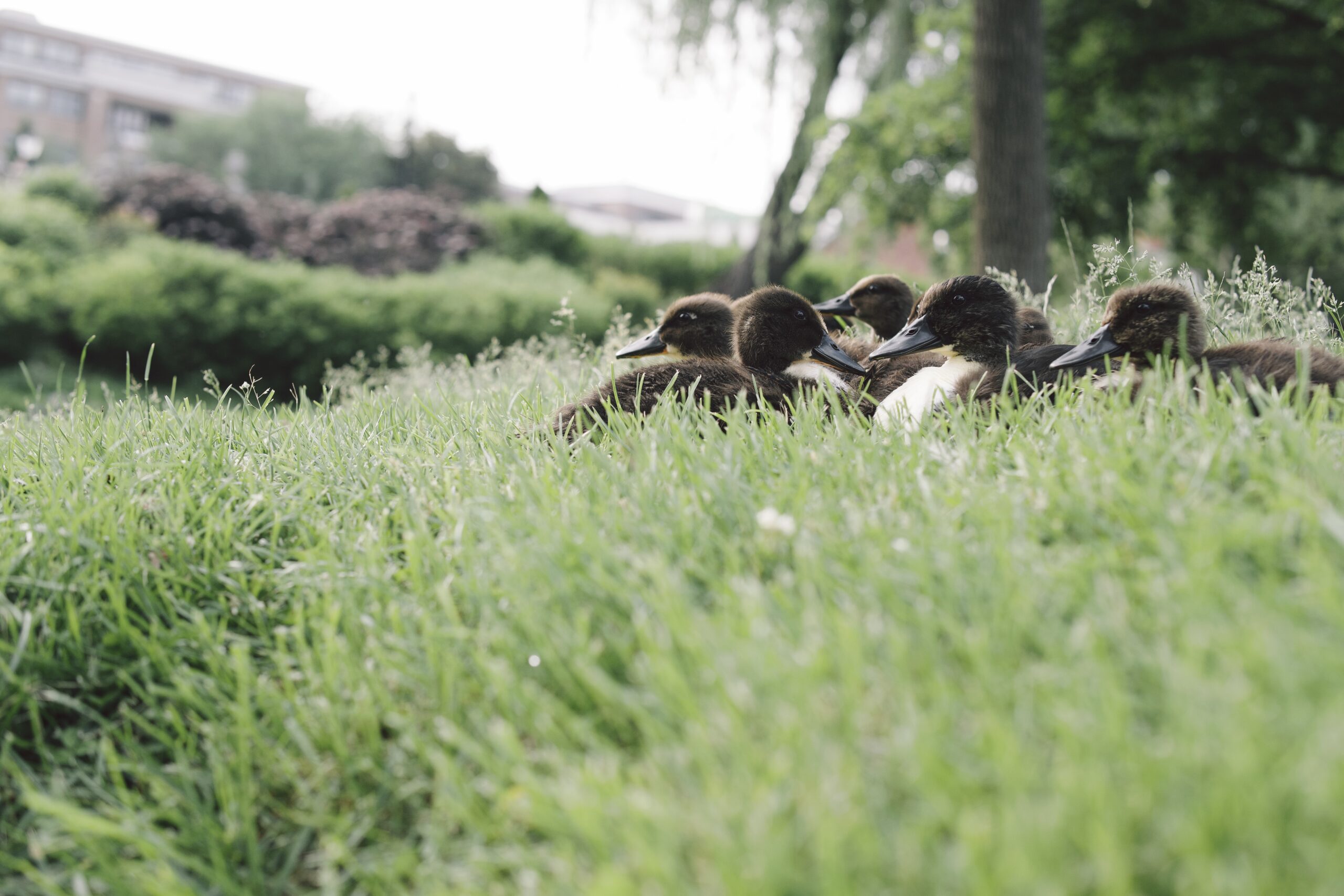 Afternoon Huddle
